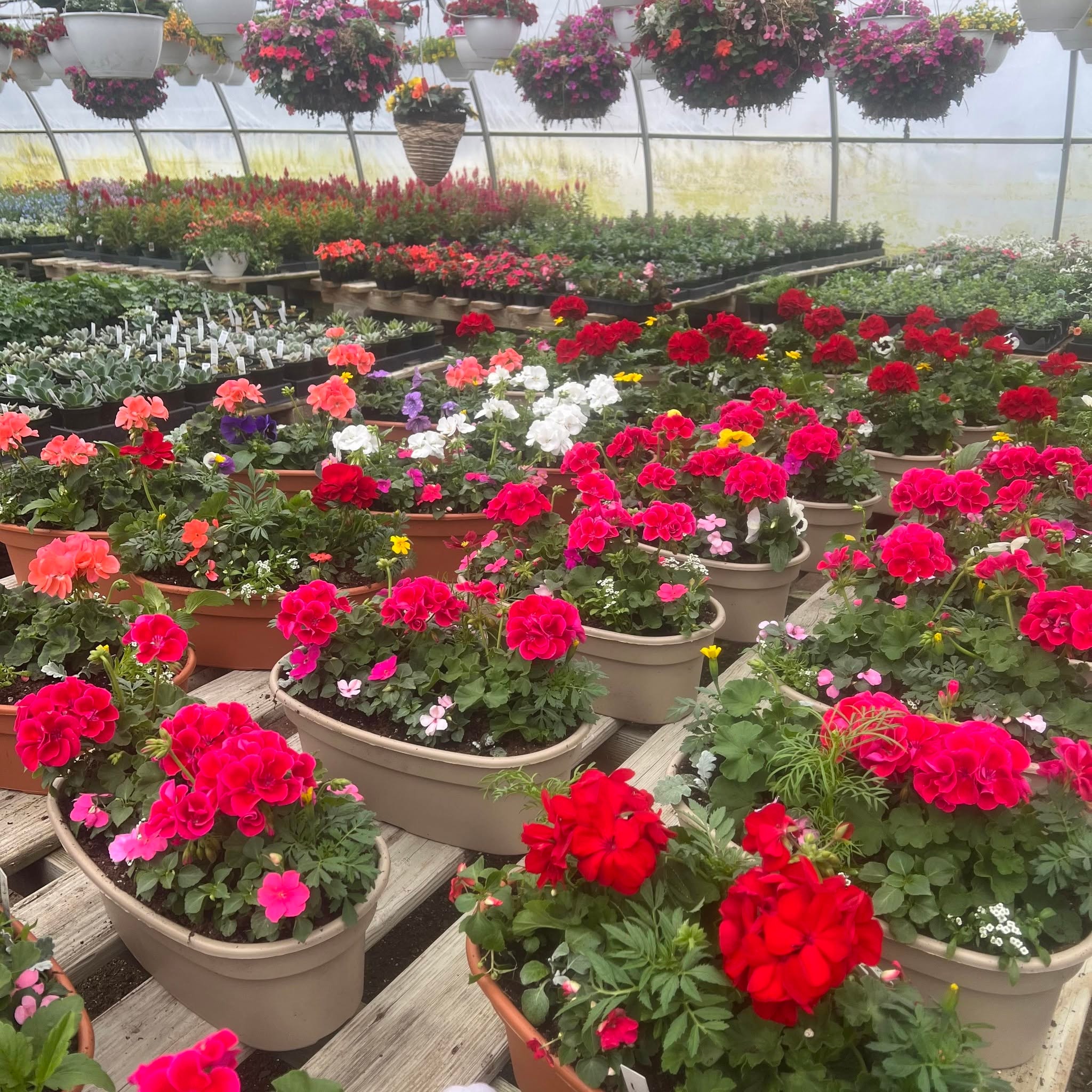 Colorful flowering plants and hanging baskets at Callnan’s Greenhouses