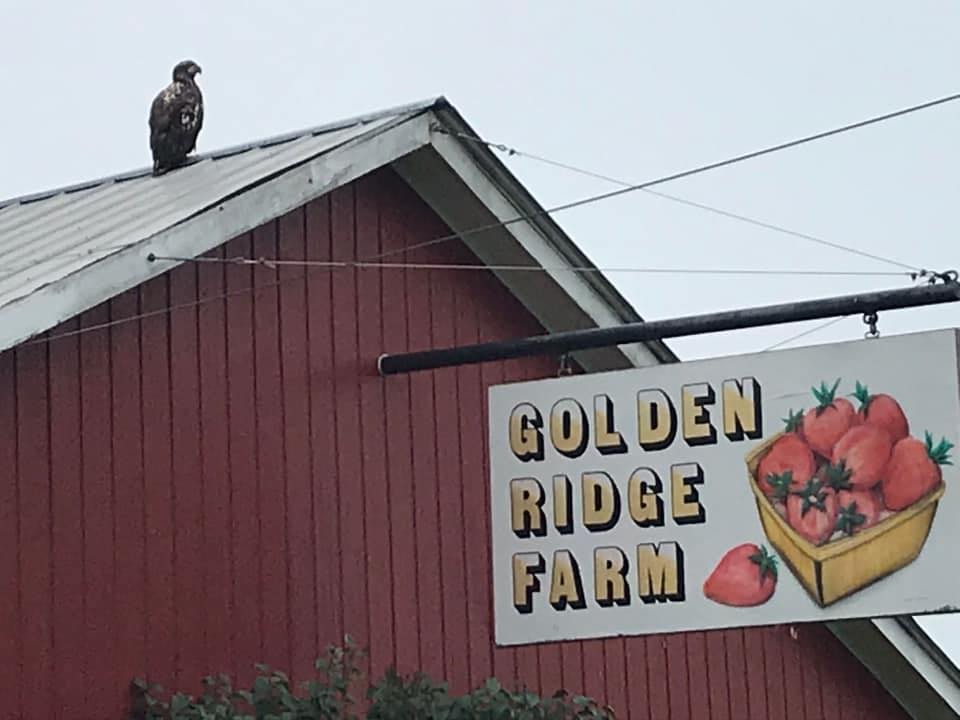 Golden Ridge Farm red barn sign with strawberry basket illustration and eagle perched on the roof, Sherman, Maine