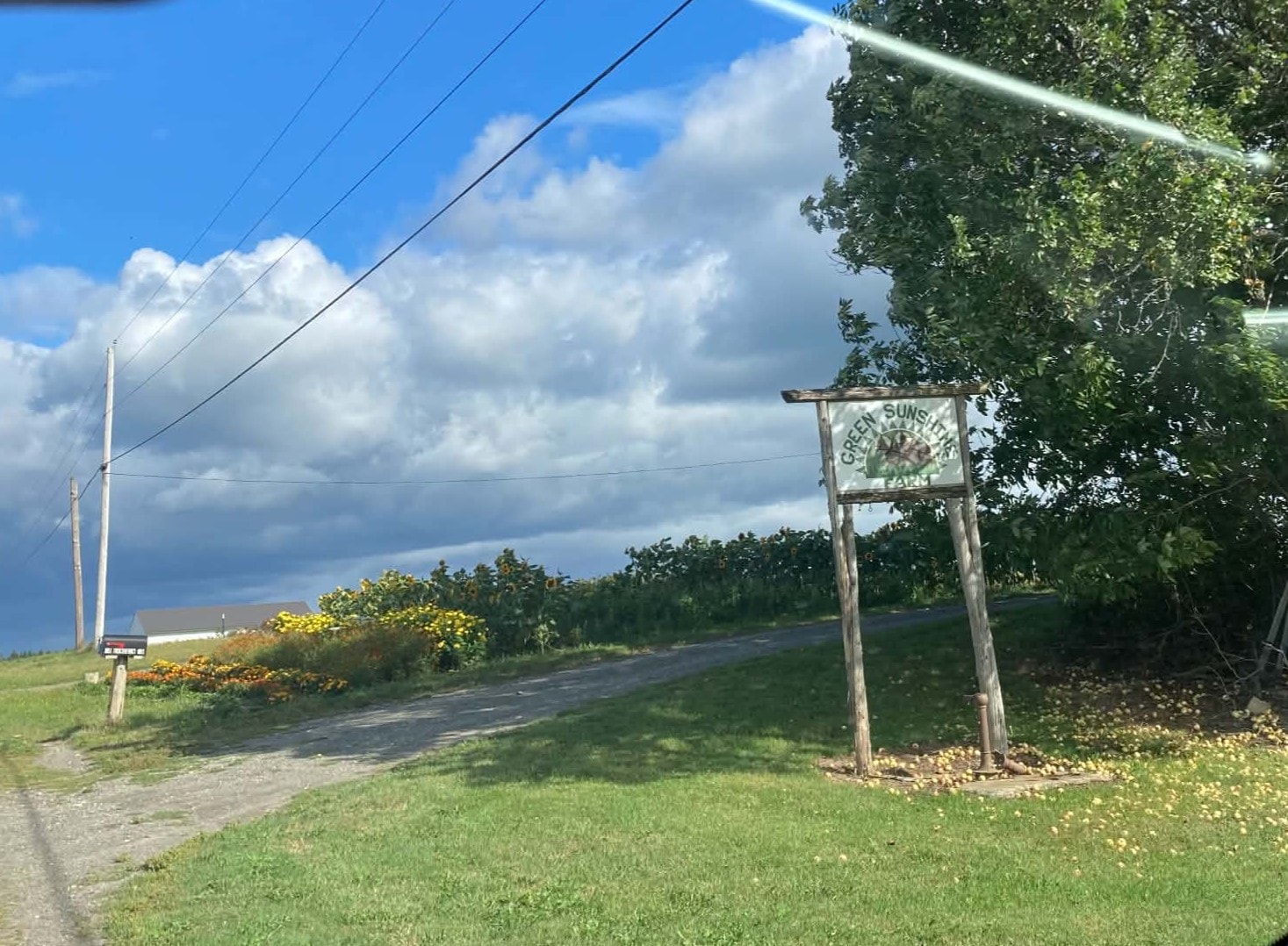 Green Sunshine Farm sign at an outdoor market produce stand
